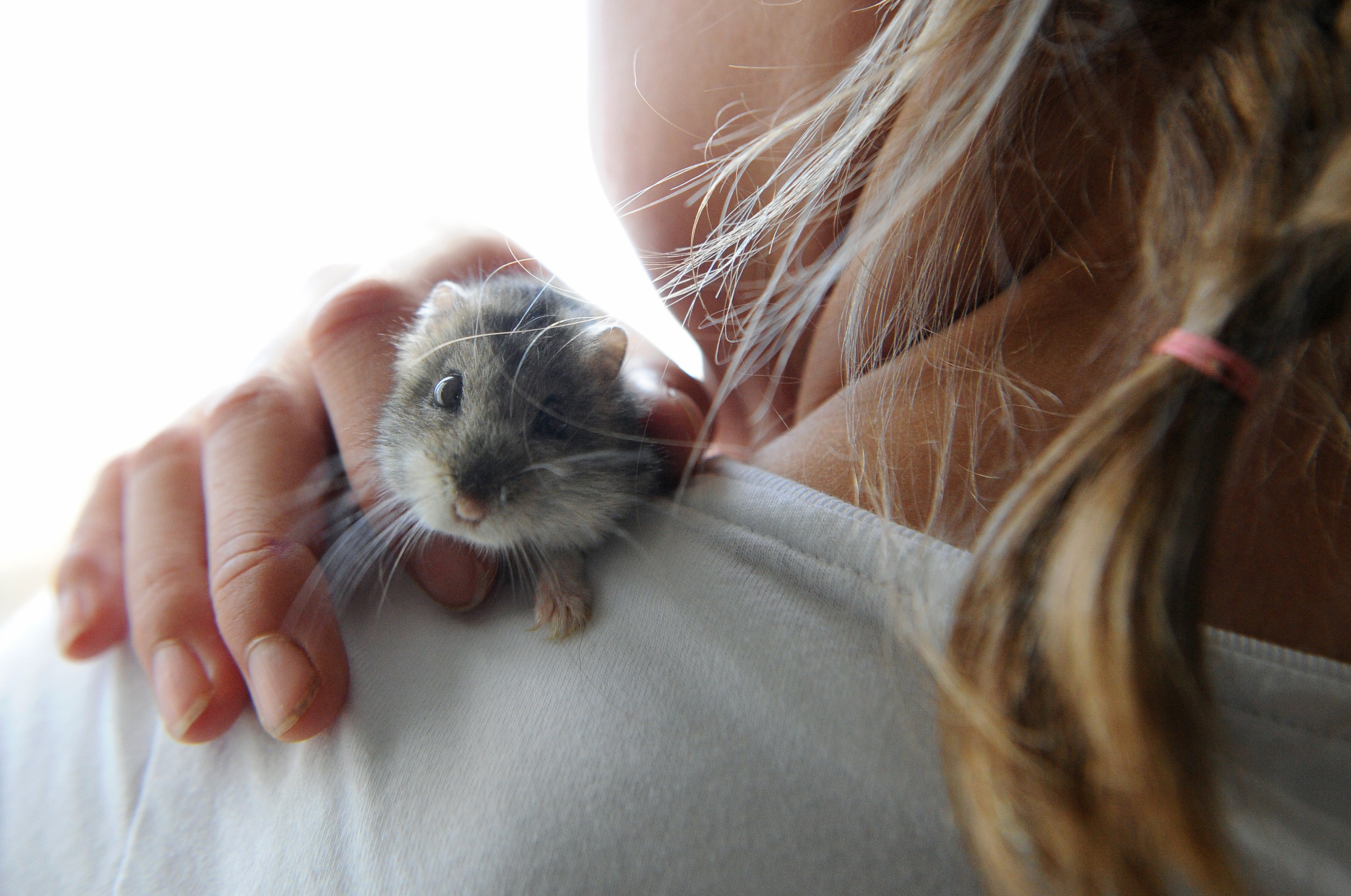 Siliconeer Pebbles, the ’emotional support’ hamster flushed down the