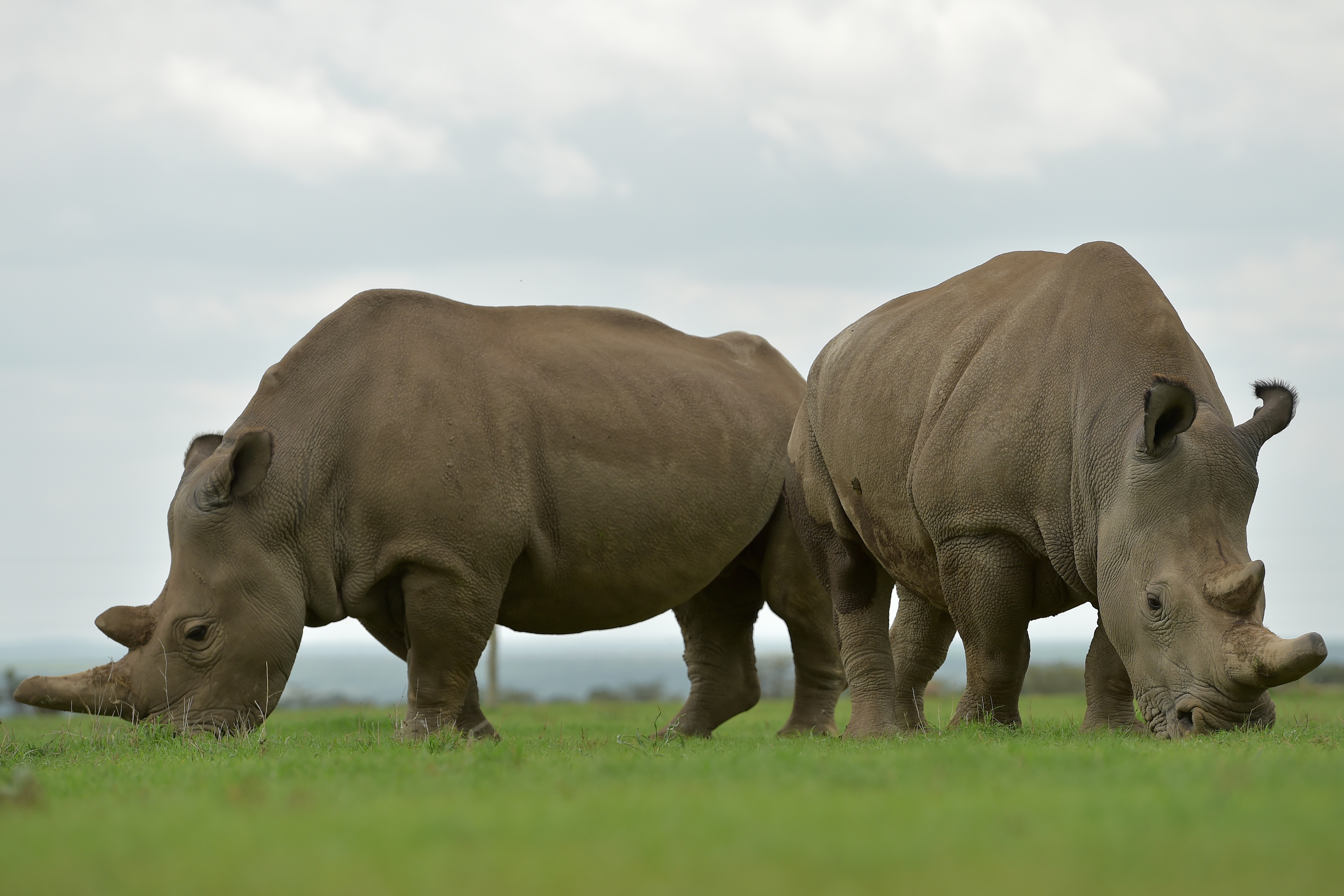 white rhinoceros have been introduced into texas