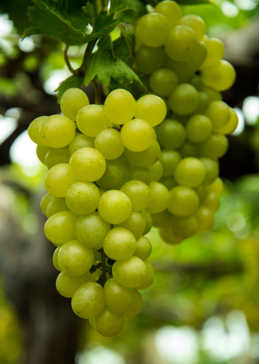 siliconeer-india-eyes-china-s-630-million-grape-import-market