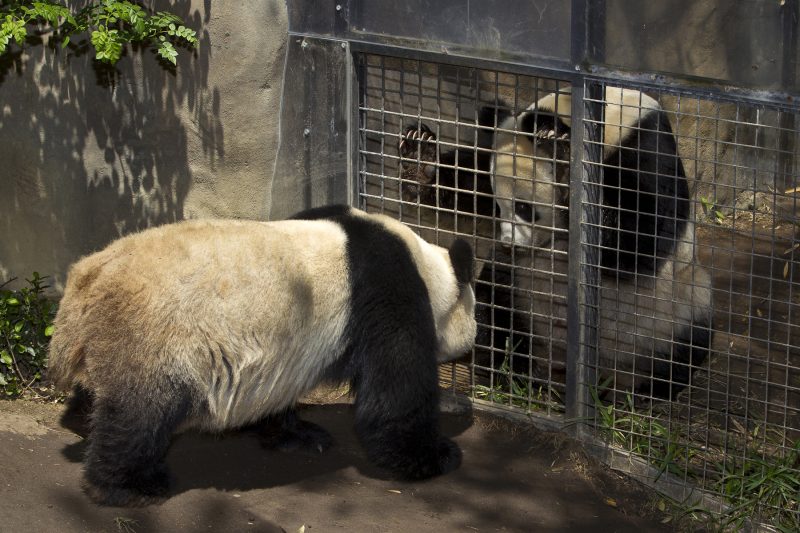 Siliconeer | US zoo to return beloved giant pandas to China