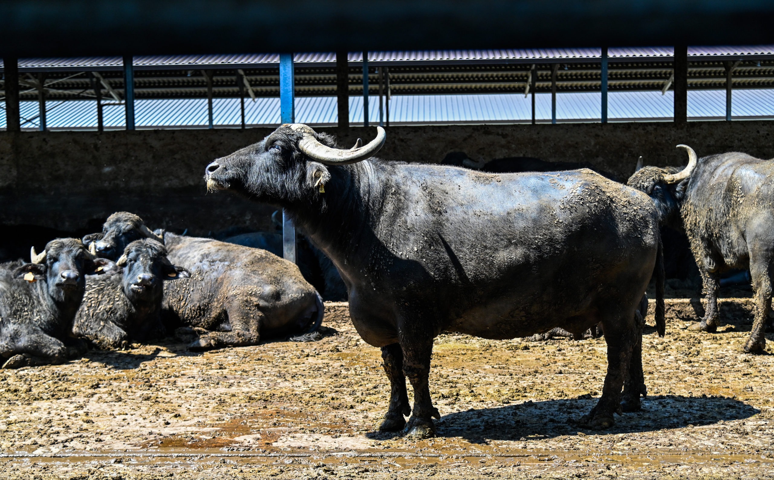 | Cheese bonds save Italian buffalo farmer