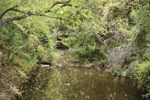 Page GenZ Lead EnvironmentalScience Sonal 02