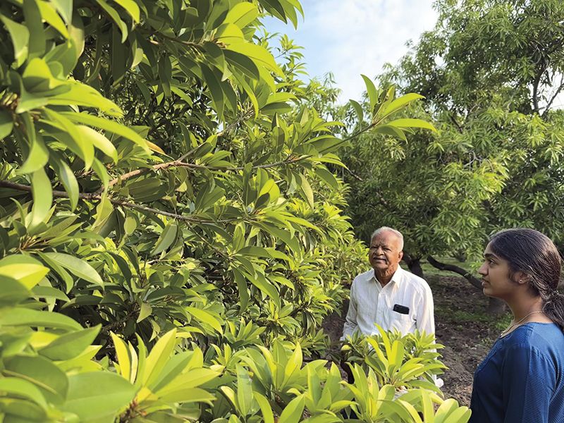 My grandfather explaining the trees in the orchard and sharing his memories of it. (Sahana Nagadala)