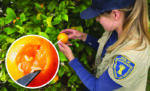 8 18 26 Cdfa Invasive Pests Featured