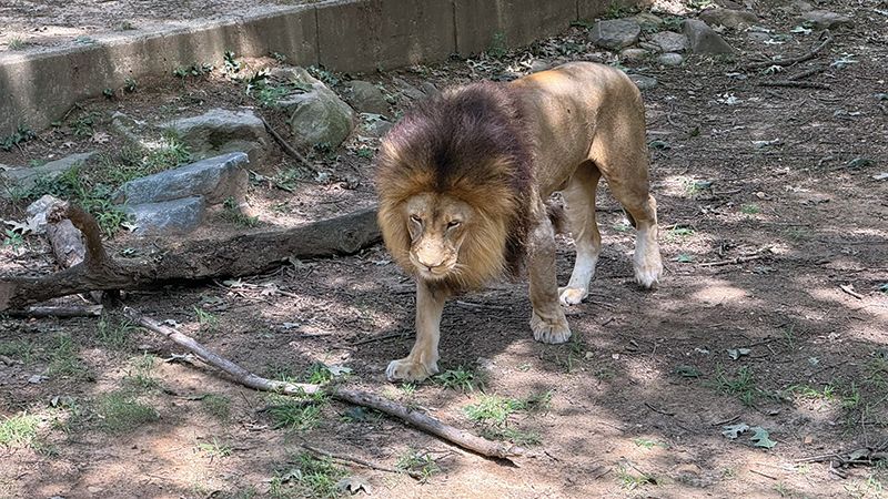 Page Travel Dc Img 4591 A Lion at Smithsonian’s National Zoo. (Janam Gupta/SIliconeer)