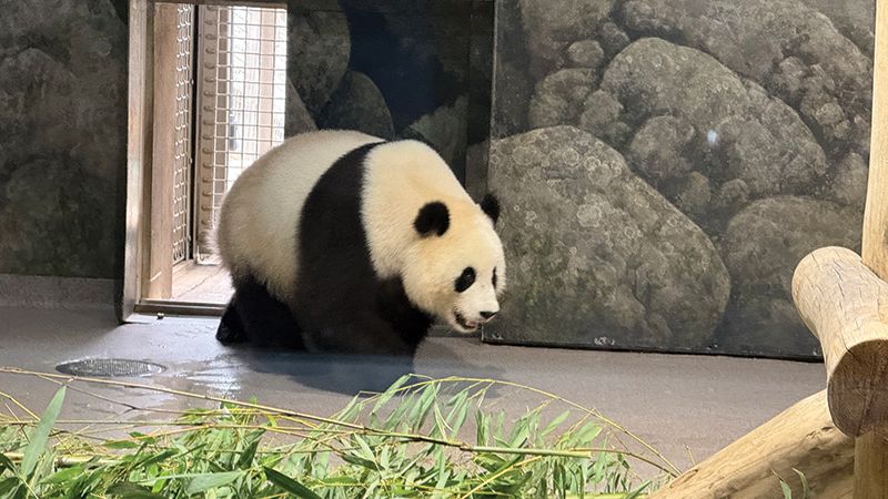 Page Travel Dc Img 4657 Giant Panda at Smithsonian’s National Zoo. (Janam Gupta/SIliconeer)