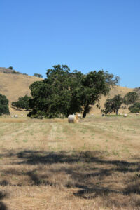 Views of the Coyote Valley Open Space Preserve, opening June 27, in San Jose, Calif. page-coyote-valley-10