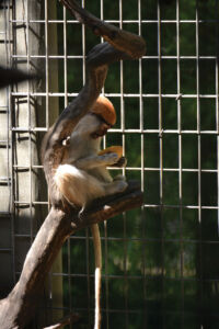 A baby monkey savoring a fruit for lunch. page-safari-west-print-04