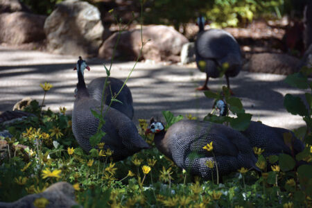 Birds in Safari West. page-safari-west-print-05