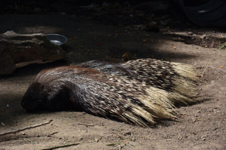 A resting porcupine page-safari-west-print-06