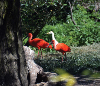 A flock of birds. page-safari-west-print-07
