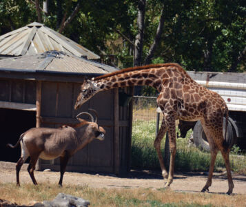 page-safari-west-print-09