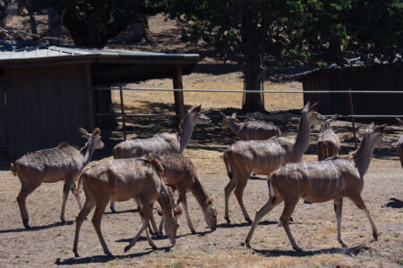 A group of herbivores strolling around Safari
West. page-safari-west-print-10