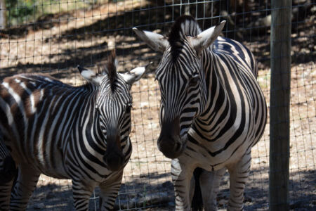 Zebras at Safari West page-safari-west-print-12
