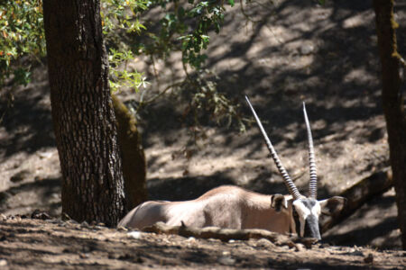 A herbivore emerging from the ground page-safari-west-print-13