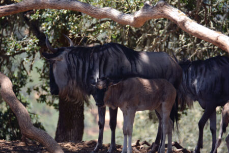 page-safari-west-print-17