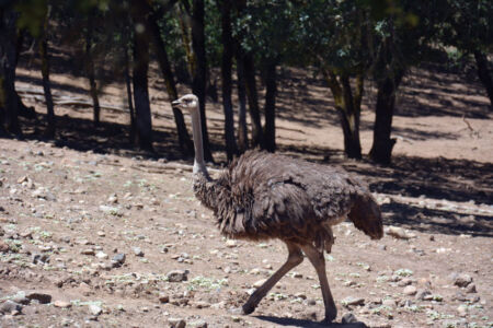 Ostrich at Safari West. page-safari-west-print-18