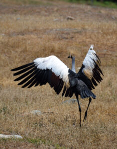 page-safari-west-print-21