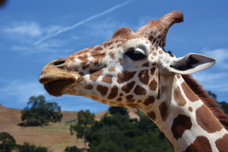 page-safari-west-print-22