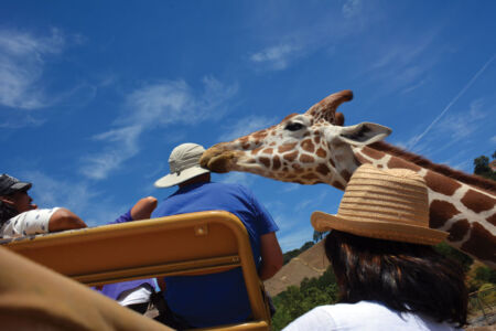 Where the wild are free. A giraffe licking a man’s hat while the man sits, his hands to himself. page-safari-west-print-24