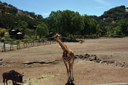 page-safari-west-web-14