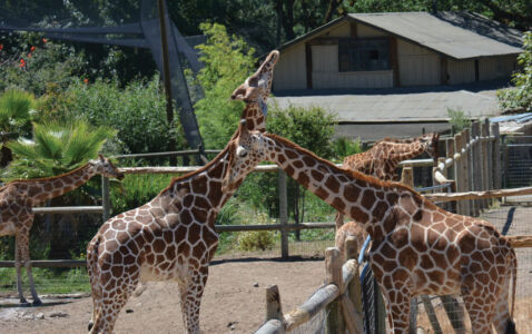 page-safari-west-web-17