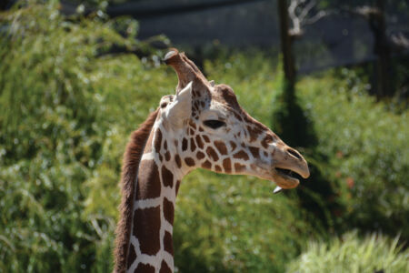 page-safari-west-web-18