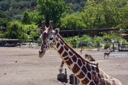 page-safari-west-web-19