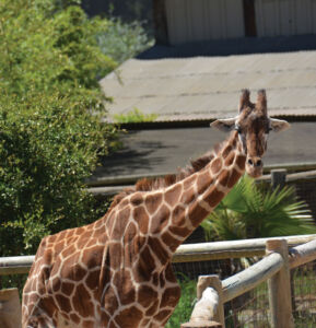 page-safari-west-web-20