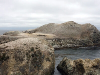 The Bird Island at the end of the trail covered with natural bird droppings. page-travel-bigsur-pfeiffer-pointlobos-07